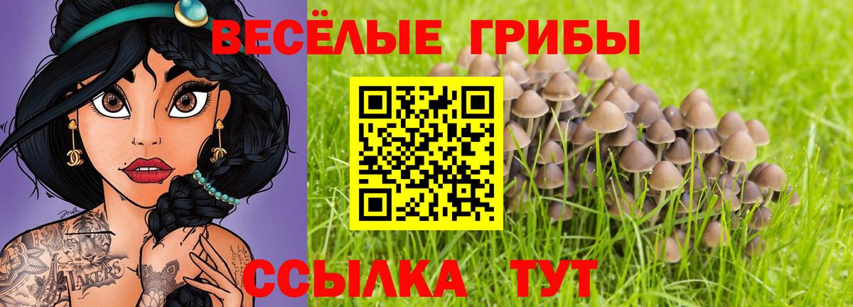 Саянск  Псилоцибиновые грибы Psilocybe  Вход с VPN 